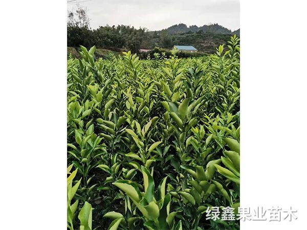 黃(huáng)金(jīn)貢柚