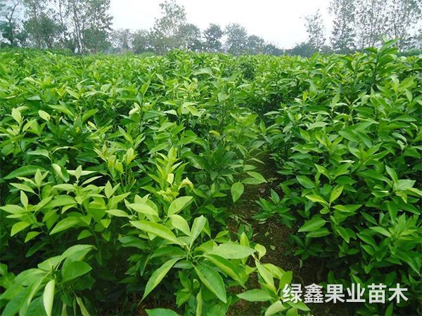 無核沃柑
