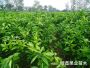 無核沃柑