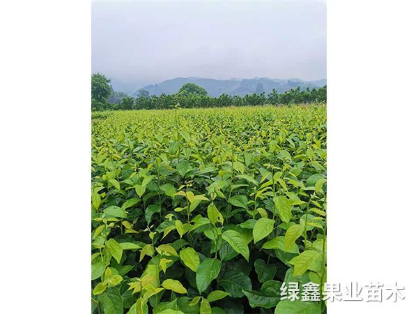 陽豐甜柿苗