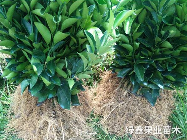 紐荷爾臍橙