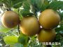 金(jīn)秋梨樹(shù)苗