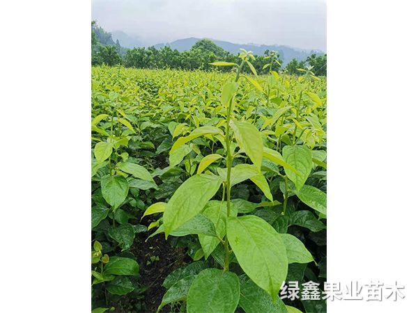 陽豐甜柿苗