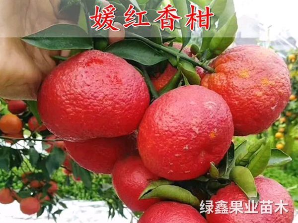 媛紅(hóng)碰柑