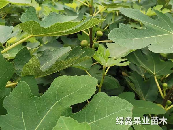 無花(huā)果苗