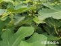 無花(huā)果苗