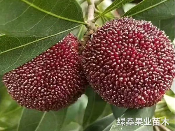 黑(hēi)魁楊梅