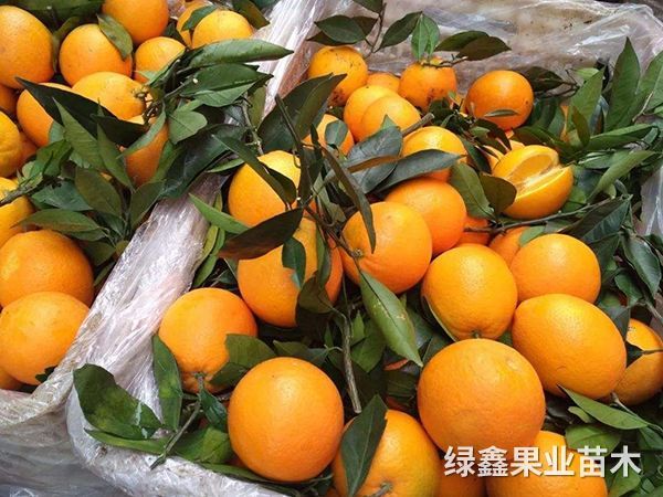 冰糖橙