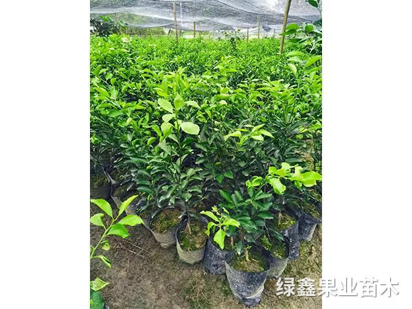 黃(huáng)金(jīn)貢柚