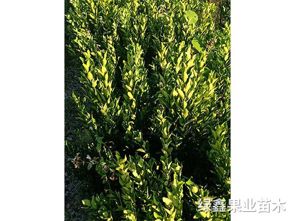 黃(huáng)美(měi)人(rén)
