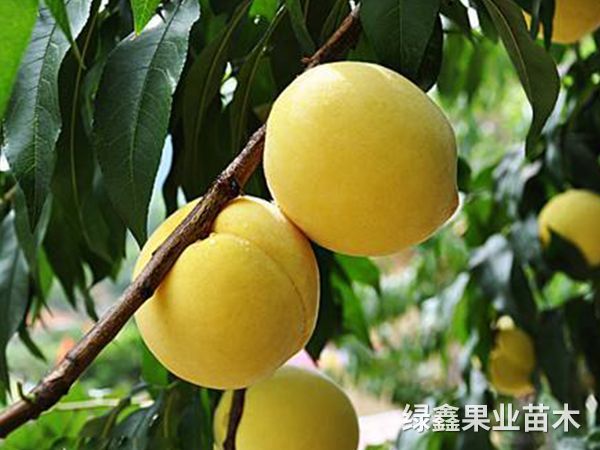 桃苗需水(shuǐ)規律及灌溉技(jì)術(shù)