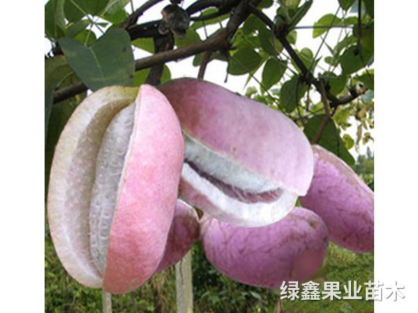 八月(yuè)瓜
