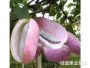 八月(yuè)瓜