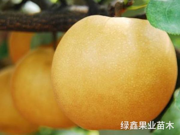 金(jīn)秋梨