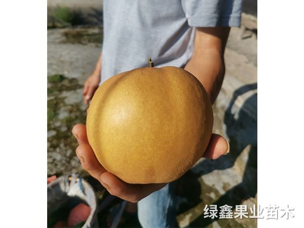金(jīn)秋梨樹(shù)苗