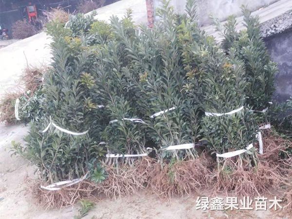 黑(hēi)魁楊梅