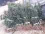 黑(hēi)魁楊梅