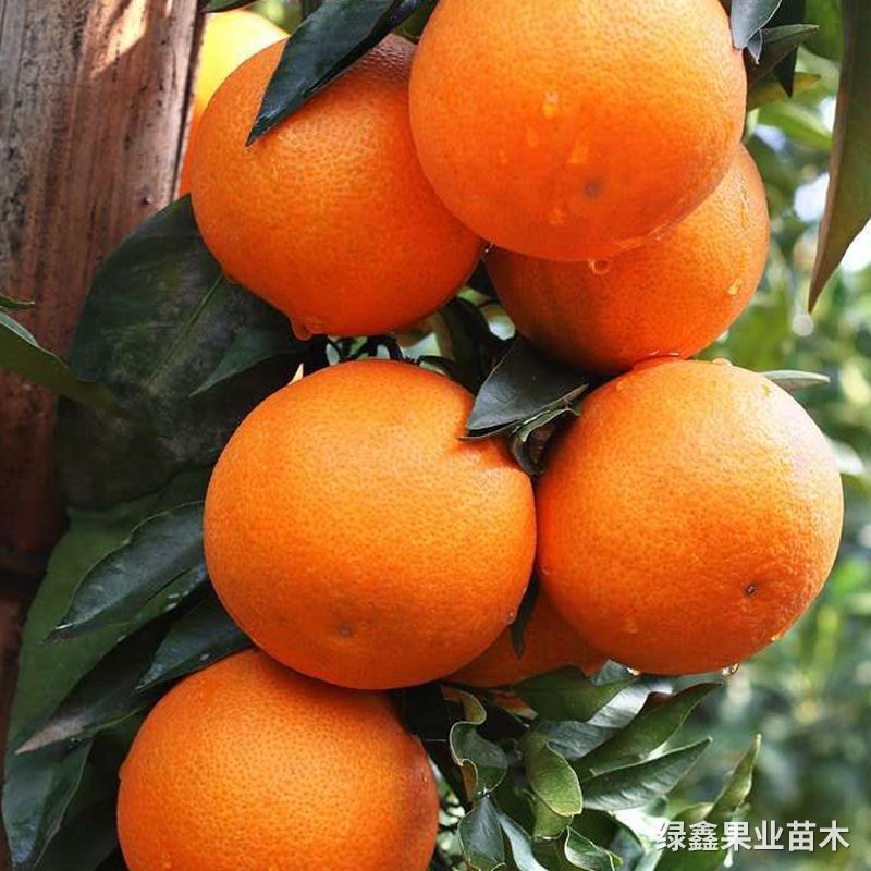 紅(hóng)美(měi)人(rén)果凍橙，愛(ài)媛28号