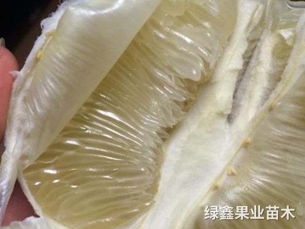 冰糖柚