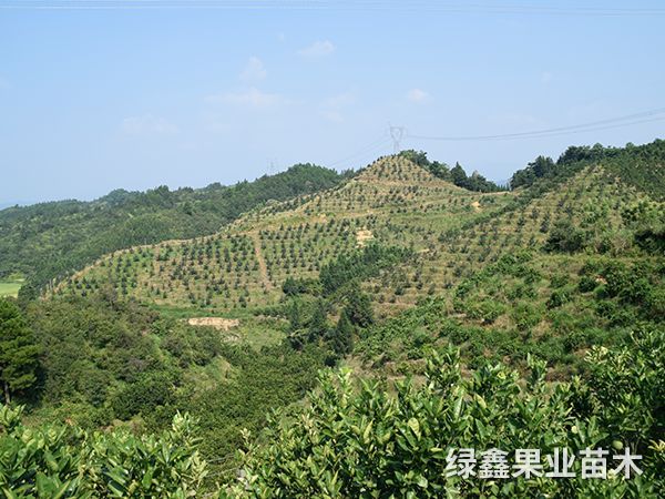 基地(dì)展示