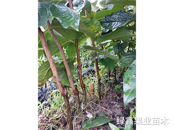 太秋甜柿