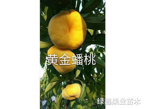 蟠桃苗