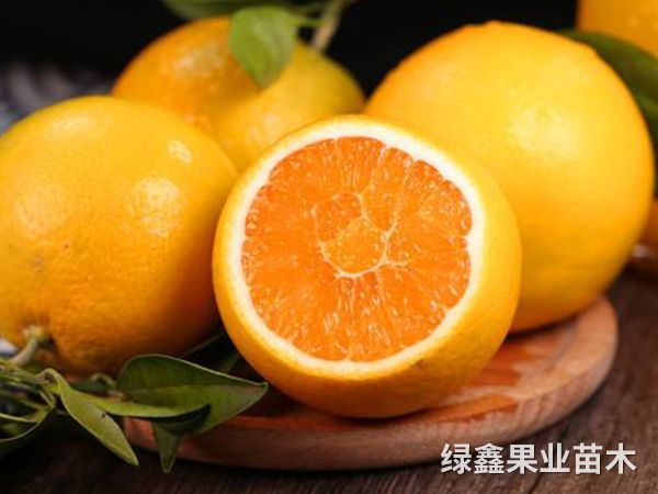 冰糖橙
