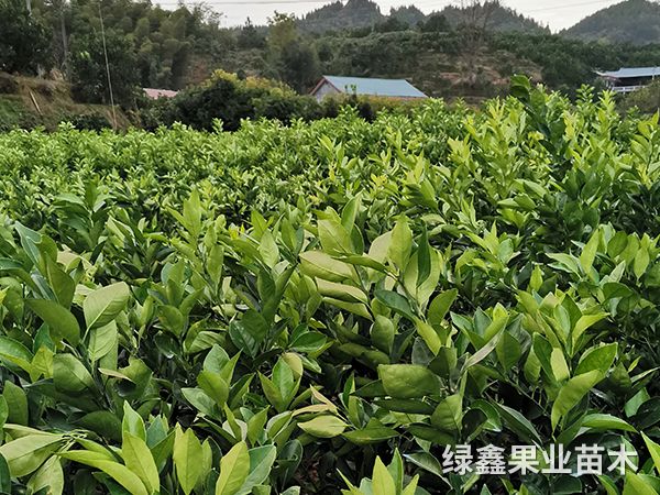 10卡拉紅(hóng)心臍橙苗
