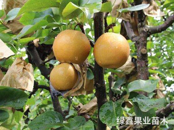 金(jīn)秋梨