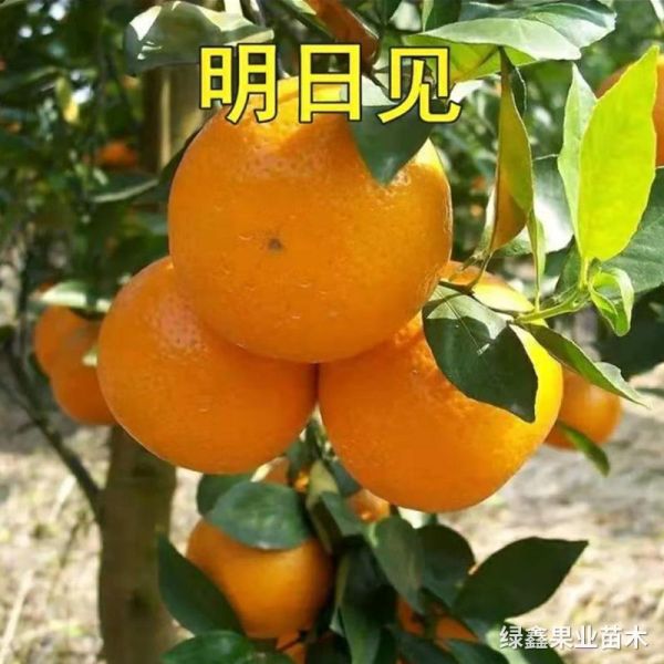 明(míng)日(rì)見(jiàn)