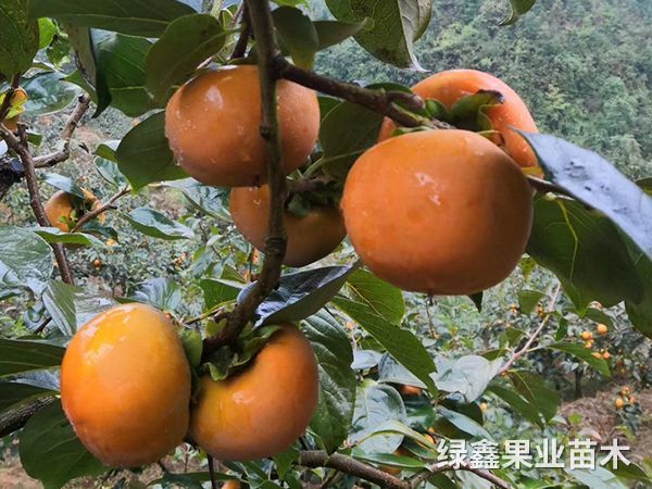 太秋甜柿
