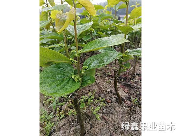陽豐甜柿苗